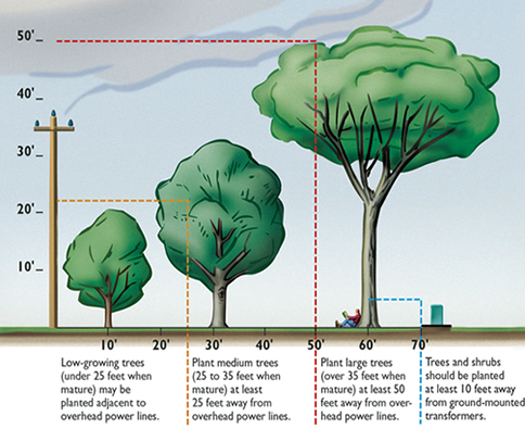 Tree_planting_illustration_with_appropriate_distances